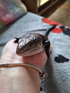 Blauzungenskink mit komplettem Zubehör nur ohne Terrarium