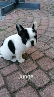 Süße Französische Bulldoggen Welpen