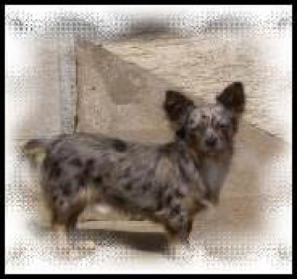 Langhaar Chihuahua Rüde Blue Merle