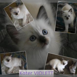 SIAM KITTEN seal point ab August auszugsbereit