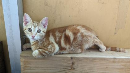 EKH Kitten 4 Monate