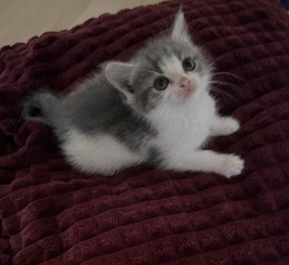 Perser-Maine Coon Mix