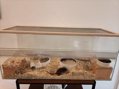 Wüstenrennmaus mit Terrarium