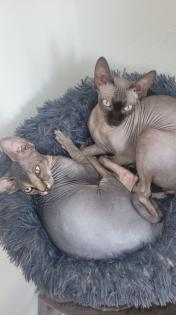 Sphynx Kitten mit Stammbaum vom Züchter