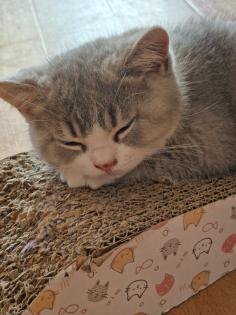 Mega süßer 3 farbiger bkh kitten kater
