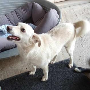 Ameli / Status sucht ein Zuhause