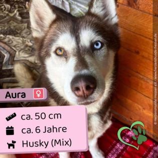 Aura - total liebes Huskymädchen