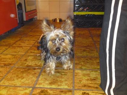 Mini Yorki geb. 11. 2022