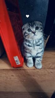 BKH Mix Kitten zu Verkaufen