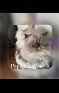 Perserkitten mit Nase