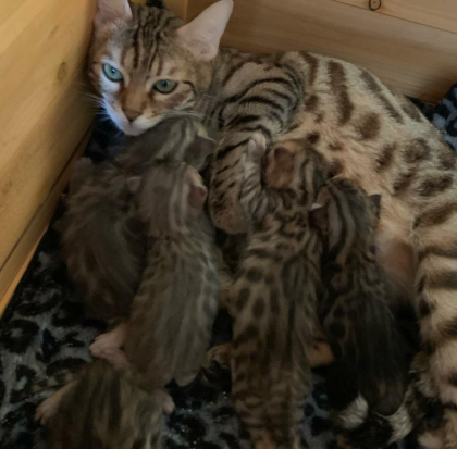 Wunderschöne Bengal Kitten mit Stammbaum