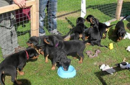 Typvolle Reinrassige Kräftige ADRK Rottweilerwelpen abzugeben Reinrassig