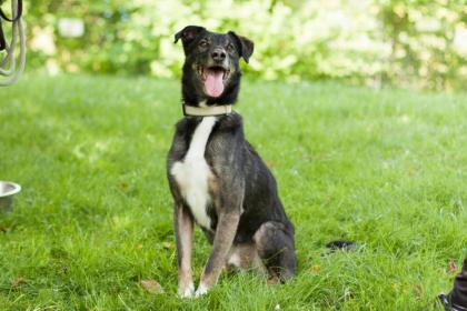 COLORADO - Mischling - 8 Jahre - Tierhilfe-Franken e. V.