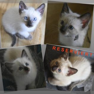 SIAM KITTEN seal point ab August auszugsbereit