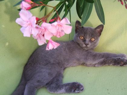 Zwei kleine Kätzchen / Kitten