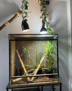 Madagaskar Taggecko mit Terrarium Einrichtung und Lampen abzugeben