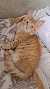 Maine Coon Katerchen Reinrassiger