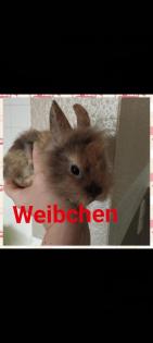 Reinrassige löwenkopfkaninchen Babys