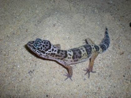 Leopardgeckos Weibchen nominat mit Farbeinschlag suchen ein neues Zuhause Eu