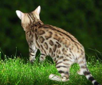 Bengalkatzen Bengalkatze