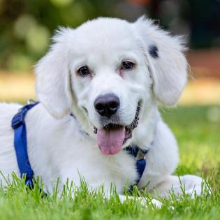 WHITE SAM - Golden Retriever - 4 Monate - Tierhilfe-Franken e. V.