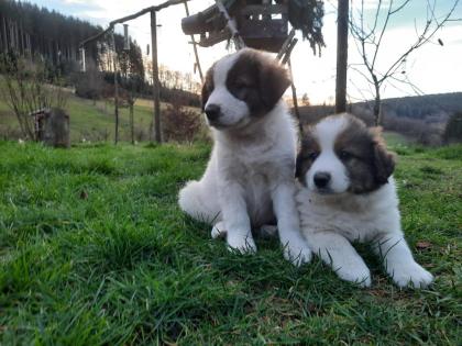 Tornjak Welpen Herdenschutzhunde Kroatischer Schäferhund