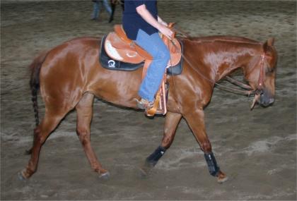 Tolle Quarter Horse Stute zu verkaufen