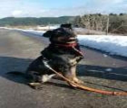 Sara 5J. Rasse Mix sucht liebevollen Anschluss