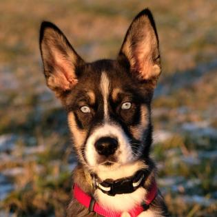 CHLOE - Husky-Schäfer-Mix - 10 Monate - Tierhilfe-Franken e. V.
