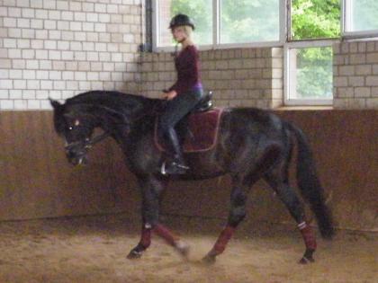 Suche Reitbeteiligung Telgte Handorf