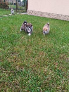 Japanische Akita Inu welpen