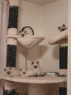 Siam katzen kitten zu verkaufen