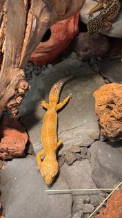 2 Leopardgecko Damen mit Terrarium