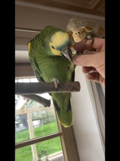 Amazone Blaustirn 2 Hähne