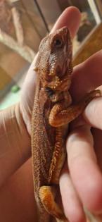 Bartagame