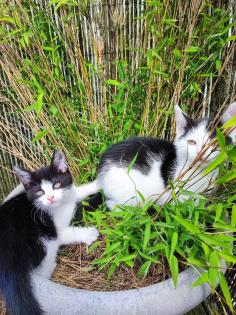 Ekh Babykatzen Kitten