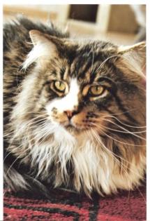 Achtung Sie suchen eine XXL Champion Maine Coon