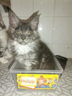 Main-Coon Kitten reinrassig