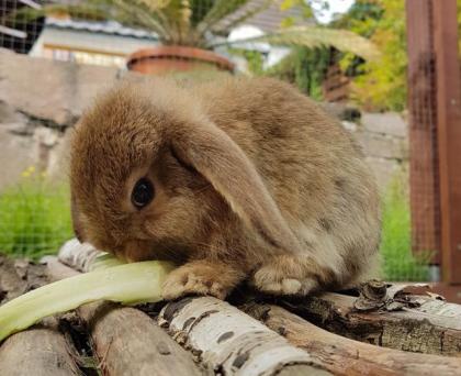 Zwergwidder wildfarben abzugeben