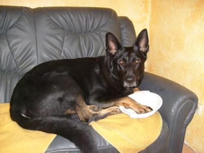 Mäx der schwarze Schäferhund