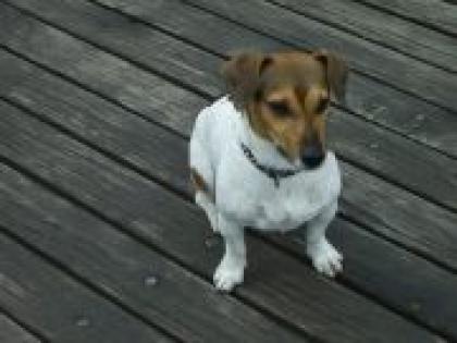 DECKRÜDE JACK RUSSEL kurzbeinig