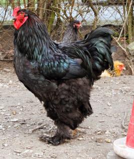 Verkaufe Brahma blau schwarz.