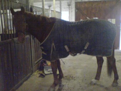 Vergebe Reitbeteiligung auf einen Hannoveraner im Landkreis Gifhorn