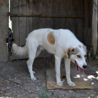 Balu sucht ein Zuhause