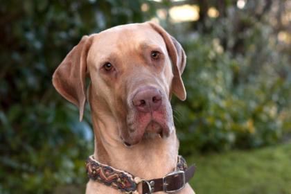 HERBERT - Deutsche Dogge - 1 Jahr - Tierhilfe-Franken e. V.