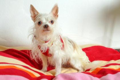 STELLICA - Mischling - 6 Jahre - Tierhilfe-Franken e. V.