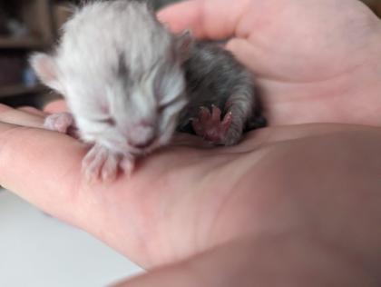 Bkh/Scottish Fold Mix Kitten abzugeben
