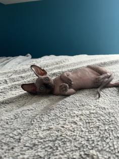 Sphynx Kitten suchen ein Zuhause
