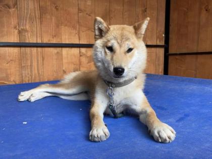 Sayoko - Shiba Inu-Mix - schüchtern zurückhaltend