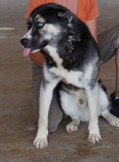 Boomer - lieber aktiver Husky-Mischlingsrüde sucht neues Zuhause